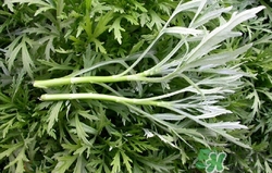 蘆蒿的葉子能吃嗎?有什么功效和作用 蘆蒿的葉子能吃嗎?有什么功效和作用