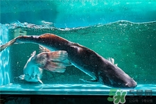 鮰魚的營養(yǎng)價值 鮰魚的功效與作用 鮰魚的營養(yǎng)價值 鮰魚的功效與作用