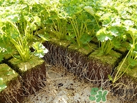 孕婦可以吃香菜嗎?孕婦吃香菜對(duì)胎兒有影響嗎 孕婦可以吃香菜嗎?孕婦吃香菜對(duì)胎兒有影響嗎