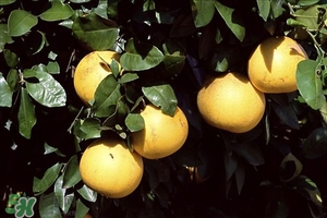 感冒可以吃柚子嗎?感冒吃柚子好嗎? 感冒可以吃柚子嗎?感冒吃柚子好嗎?