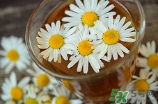苦丁茶和菊花能一起泡嗎?苦丁茶和菊花一起泡會(huì)怎么樣 苦丁茶和菊花能一起泡嗎?苦丁茶和菊花一起泡會(huì)怎么樣