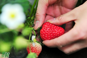 冬天有草莓嗎？冬天的草莓能吃嗎？