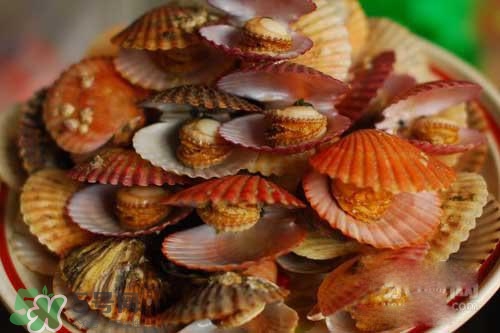 扇貝裙邊可以吃嗎？扇貝裙邊怎么吃？
