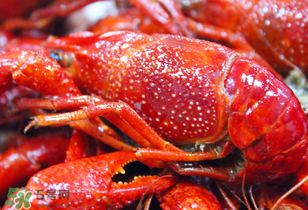 冬天有小龍蝦嗎？冬天吃小龍蝦好嗎？