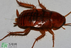 冬天有蟑螂嗎？蟑螂冬天還有嗎？