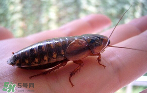 冬天有蟑螂嗎？蟑螂冬天還有嗎？