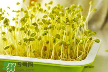 冬天可以發(fā)豆芽嗎？冬天怎樣發(fā)黃豆芽？