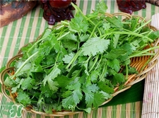 香菜根能吃嗎?香菜根的功效與作用 香菜根能吃嗎?香菜根的功效與作用