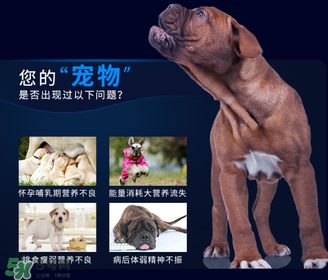 狗狗營(yíng)養(yǎng)膏一天吃幾次？狗狗營(yíng)養(yǎng)膏一天喂多少？