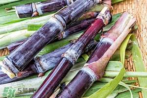 甘蔗皮有什么藥用功效？甘蔗皮的功效與作用