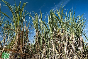 甘蔗皮有什么藥用功效？甘蔗皮的功效與作用