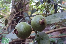 芭樂的籽可以吃嗎?芭樂籽的功效與作用 芭樂的籽可以吃嗎?芭樂籽的功效與作用