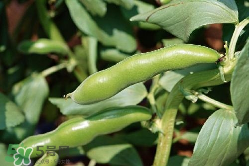 扁豆沒炒熟有毒嗎?扁豆沒有炒熟可以吃嗎 扁豆沒炒熟有毒嗎?扁豆沒有炒熟可以吃嗎