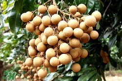 龍眼葉可以吃嗎?龍眼葉的功效與作用 龍眼葉可以吃嗎?龍眼葉的功效與作用