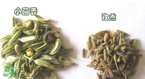 小茴香是孜然嗎？小茴香和孜然的區(qū)別
