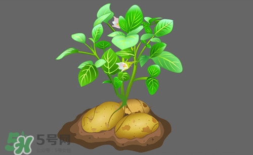 隔年的茶葉可以吃嗎?隔年的茶葉能喝嗎 隔年的茶葉可以吃嗎?隔年的茶葉能喝嗎