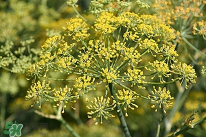 小茴香可以泡水喝嗎?小茴香泡水喝的功效 小茴香可以泡水喝嗎?小茴香泡水喝的功效