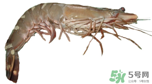 草蝦是什么蝦?草蝦怎么做好吃 草蝦是什么蝦?草蝦怎么做好吃