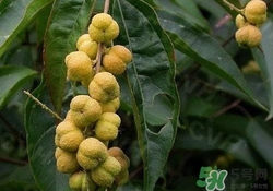 巴豆可以治療便秘嗎？便秘可以吃巴豆嗎？