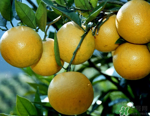 橙子可以放冰箱嗎？橙子放冰箱能保鮮多久？