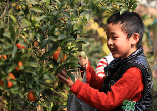 橙子籽能吃嗎？橙子籽的功效與作用