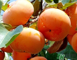 一天可以吃幾個(gè)柿子？柿子每天可以吃幾個(gè)？