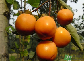 一天可以吃幾個(gè)柿子？柿子每天可以吃幾個(gè)？