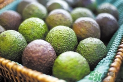 牛油果青色的可以吃嗎?牛油果青的好還是黑的好 牛油果青色的可以吃嗎?牛油果青的好還是黑的好