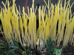 糖尿病能吃韭黃嗎?吃韭黃有什么好處 糖尿病能吃韭黃嗎?吃韭黃有什么好處