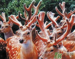 鹿茸吃了上火怎么辦?吃鹿茸上火怎么解決 鹿茸吃了上火怎么辦?吃鹿茸上火怎么解決