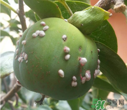 柿子長白點還能吃嗎？柿子上有白點能吃嗎？