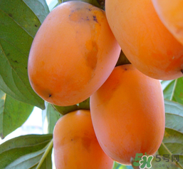 柿子長白點還能吃嗎？柿子上有白點能吃嗎？