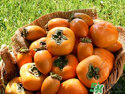 柿子籽能吃嗎？柿子籽的功效與作用