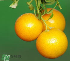 新鮮的桔子怎么保存？新鮮桔子儲存方法