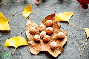 銀杏果皮怎么去掉?銀杏果皮有毒嗎? 銀杏果皮怎么去掉?銀杏果皮有毒嗎?