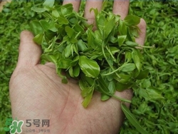 酸棗葉可以泡水喝嗎?酸棗葉泡水喝的功效 酸棗葉可以泡水喝嗎?酸棗葉泡水喝的功效