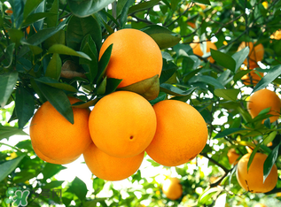 新鮮橙子可以泡水喝嗎？橙子泡水喝有什么好處