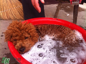 冬天狗狗多久洗一次澡？狗狗冬天久洗一次澡？