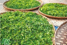 冬天濕氣重喝什么茶？濕氣重應(yīng)該喝這7款茶