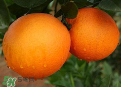 吃完橙子可以吃藥嗎？吃藥后可以吃橙子嗎？