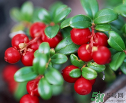 蔓越莓可以和什么一起榨汁？蔓越莓榨汁搭配