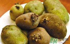 土豆長芽了還能吃嗎?土豆長芽了可以吃嗎? 土豆長芽了還能吃嗎?土豆長芽了可以吃嗎?