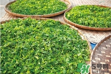 口含茶葉能治口臭嗎？口含茶葉有什么作用？