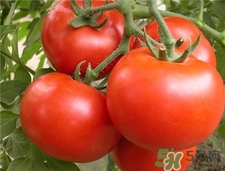 番茄里面發(fā)芽能吃嗎?番茄發(fā)芽了還能吃嗎? 番茄里面發(fā)芽能吃嗎?番茄發(fā)芽了還能吃嗎?