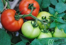 番茄里面發(fā)芽能吃嗎?番茄發(fā)芽了還能吃嗎? 番茄里面發(fā)芽能吃嗎?番茄發(fā)芽了還能吃嗎?