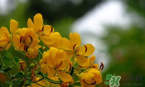 決明子可以吃嗎?吃決明子有什么好處 決明子可以吃嗎?吃決明子有什么好處