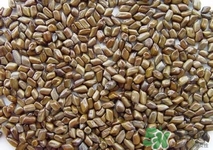 決明子可以吃嗎?吃決明子有什么好處 決明子可以吃嗎?吃決明子有什么好處