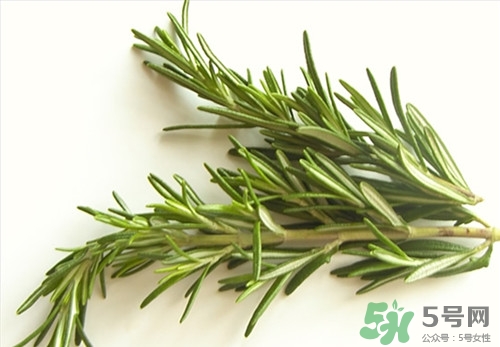 經期可以喝迷迭香茶嗎?經期喝好嗎 經期可以喝迷迭香茶嗎?經期喝好嗎