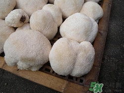 感冒能吃猴頭菇嗎?感冒吃猴頭菇好嗎 感冒能吃猴頭菇嗎?感冒吃猴頭菇好嗎