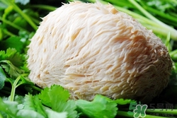 感冒能吃猴頭菇嗎?感冒吃猴頭菇好嗎 感冒能吃猴頭菇嗎?感冒吃猴頭菇好嗎